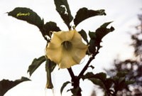 seite 45 ~ صفحه ۴۵